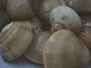 These clams are alive! Can't tell, can you?